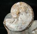 Two Discoscaphites Ammonites - South Dakota #17046-2